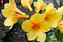 Rhododendron 'Goldfinger'