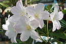 Rhododendron 'Gossamer White'