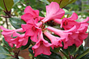 Rhododendron 'Great Scent-sation'