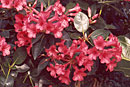 Rhododendron 'Groucho'
