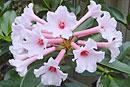 Rhododendron 'Gwenevere'