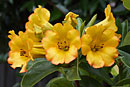 Rhododendron 'Haloed Gold'