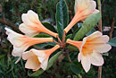Rhododendron 'Hampton Pride'