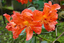 Rhododendron 'Happy Wanderer'