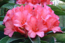 Rhododendron 'Hari's Choice'