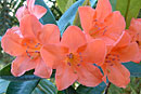 Rhododendron 'Harold's Delight'