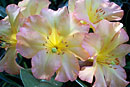 Rhododendron 'Harry Wu'