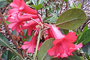 Rhododendron 'Haulani'