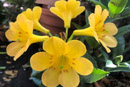 Rhododendron 'Heart of Pineapple'