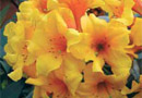 Rhododendron 'Hendrik's Kanarie'