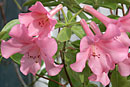 Rhododendron 'Highland Arabesque'