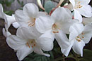 Rhododendron 'Highland Debutante'