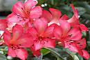 Rhododendron 'Highland Fair'