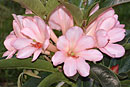 Rhododendron 'Highland Pink Cloud'