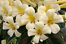Rhododendron 'Highland White Jade'