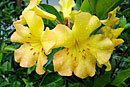 Rhododendron 'Hinemoa'