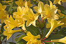 Rhododendron 'Honey Star'