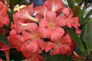 Rhododendron 'Hoo Loo'