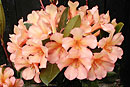 Rhododendron 'Hosanna'