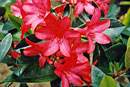 Rhododendron 'Hot Gossip'