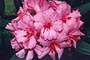 Rhododendron 'Hot Lips'