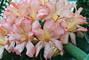 Rhododendron 'Humbolata Bay'