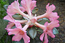 Rhododendron 'Illusion'
