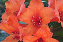 Rhododendron 'Inferno'