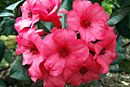 Rhododendron 'Irian Jaya'