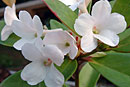 Rhododendron 'Ivory Coast'