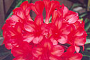 Rhododendron 'Jaffa'