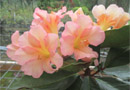 Rhododendron 'Janie'