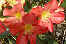 Rhododendron 'Jazz Band'