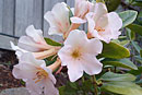 Rhododendron 'Jean Baptiste'