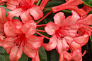 Rhododendron 'Jeanhee'