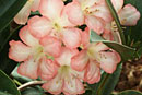 Rhododendron 'Jenna Soojean'