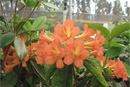 Rhododendron 'Jim Hillegass'
