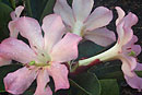 Rhododendron 'John Henry'