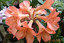 Rhododendron 'John West'