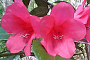 Rhododendron 'Kapo'