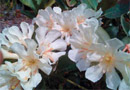 Rhododendron 'Kimo'
