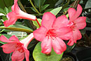 Rhododendron 'Kurt Herbert Adler'