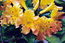 Rhododendron 'Kyoshi'