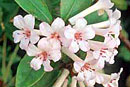 Rhododendron 'Lady Di'