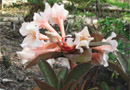 Rhododendron 'Lake Habbema'