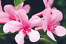 Rhododendron 'Larissa'