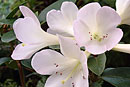 Rhododendron 'Lavender Cloud'