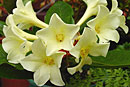 Rhododendron 'Lemon Light'