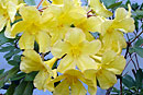 Rhododendron 'Lemon Lovely'