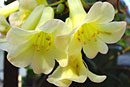 Rhododendron 'Lemon Minuet'